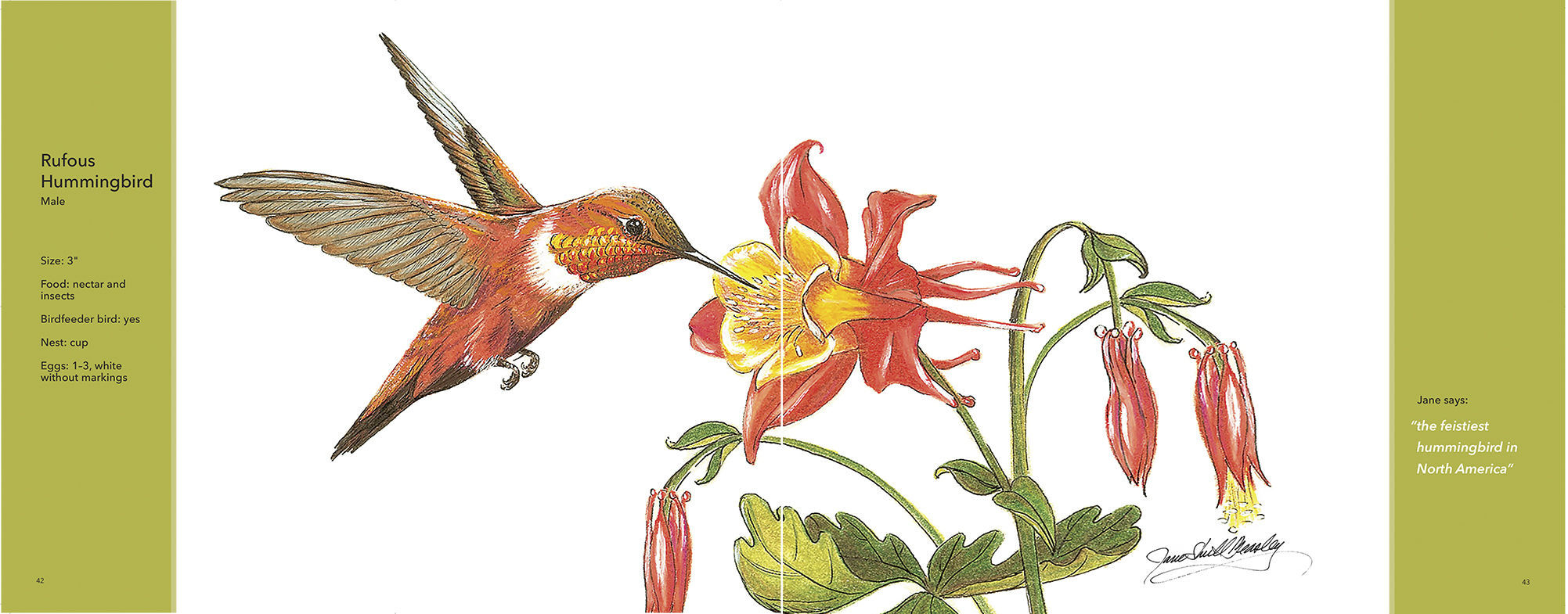 A spread from the inside of ‘For the Love of Birds’